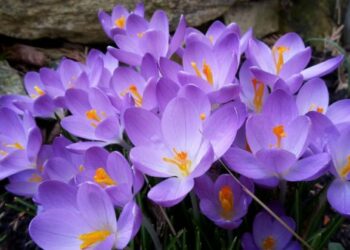 Frühling im Stadtteil